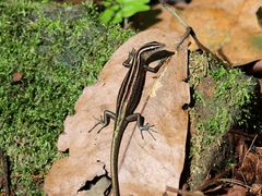 Emoia cyanura