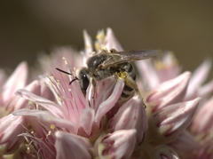 Halictus senilis