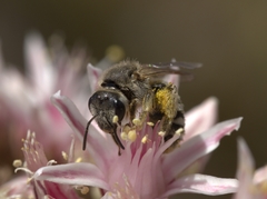 Halictus senilis
