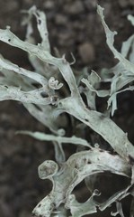 Ramalina leptocarpha