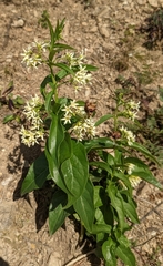 Vincetoxicum hirundinaria