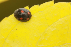 Platynaspis capicola