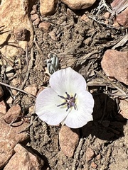Calochortus invenustus