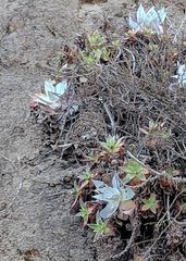 Dudleya formosa