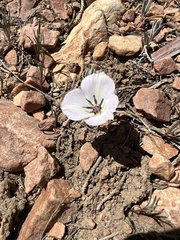 Calochortus invenustus
