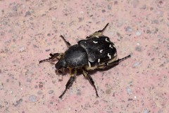 Heterocnemis graeca