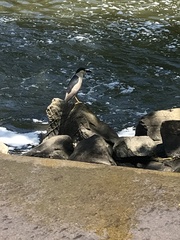 Nycticorax nycticorax