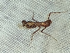 Pseudomiopteryx infuscata