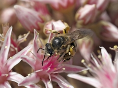 Halictus senilis