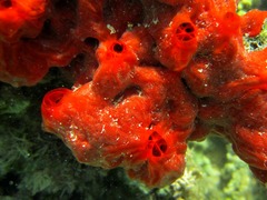 Monanchora clathrata