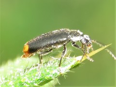 Pedilus elegans