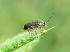 Pedilus elegans
