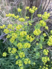 Euphorbia virgata