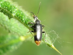 Pedilus elegans