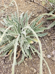 Leontodon asperrimus