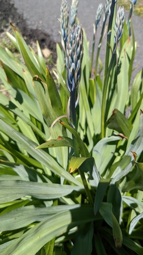 Camassia cusickii, photograph 5