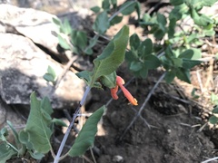 Lonicera arizonica