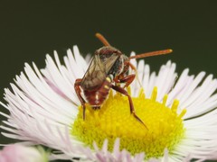 Nomada maculata