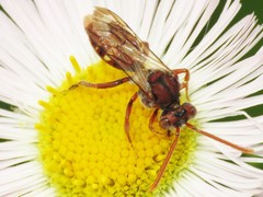 Nomada maculata