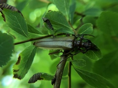 Centrodera