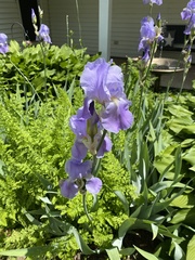 Iris pallida