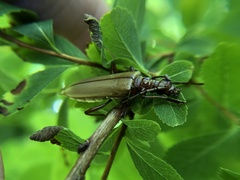 Centrodera