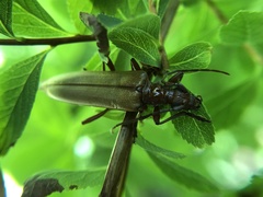Centrodera