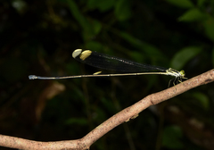 Mecistogaster linearis