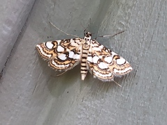 Elophila ekthlipsis