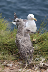 Larus michahellis