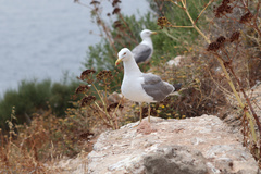 Larus michahellis