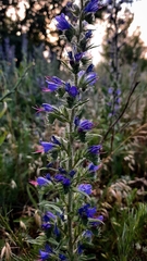 Echium vulgare