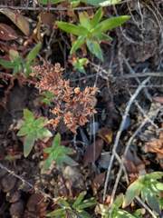 Dudleya formosa