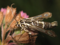 Chamaesphecia bibioniformis