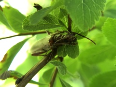 Centrodera