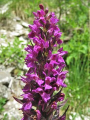 Dactylorhiza incarnata cruenta