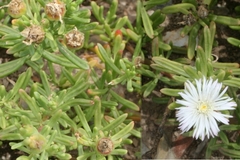 Mesembryanthemum longistylum