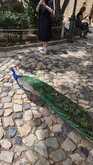 Pavo cristatus