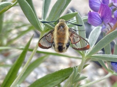 Hemaris diffinis