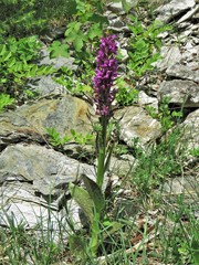 Dactylorhiza incarnata cruenta
