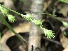 Carex albolutescens
