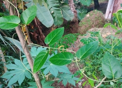 Vincetoxicum indicum