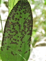 Dactylorhiza incarnata cruenta