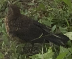 Turdus merula