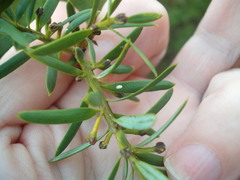 Madarococcus totarae