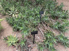 Aloiampelos striatula