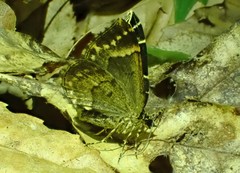 Gandaritis atricolorata