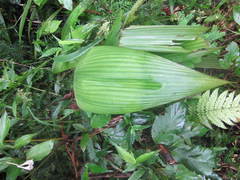 Saribus rotundifolius