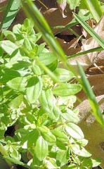 Cruciata glabra