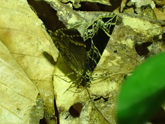 Gandaritis atricolorata